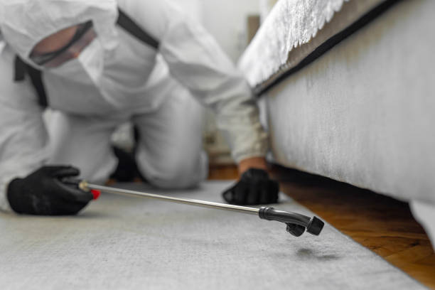 Professional Ant Control technician working in Bellefontaine Neighbors, MO